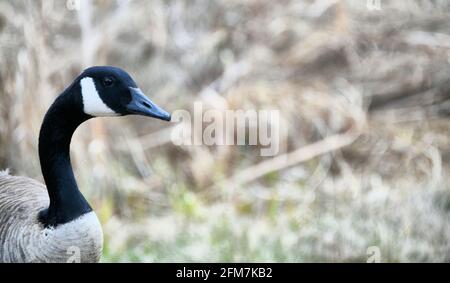 Eine kanadische Gans, um im Frühjahr eine Mahlzeit mit Gras zu essen. Stockfoto