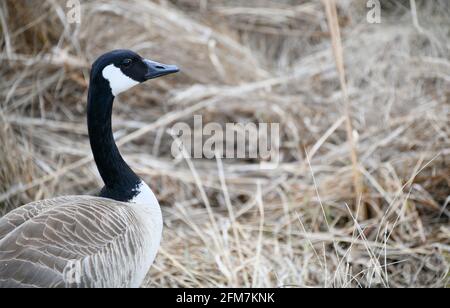 Eine kanadische Gans, um im Frühjahr eine Mahlzeit mit Gras zu essen. Stockfoto