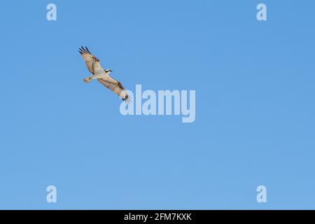 Fischadler im Flug über den Golf von Mexiko an der Gulf Shores, Alabama, USA Stockfoto