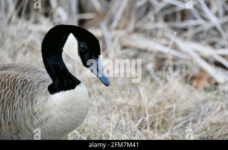 Eine kanadische Gans, um im Frühjahr eine Mahlzeit mit Gras zu essen. Stockfoto