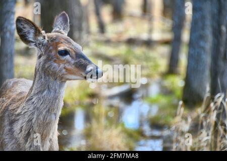 Eine Seitenansicht einer einjährigen Rehe, die im Wald steht, als sie ihren Wintermantel verliert. Stockfoto