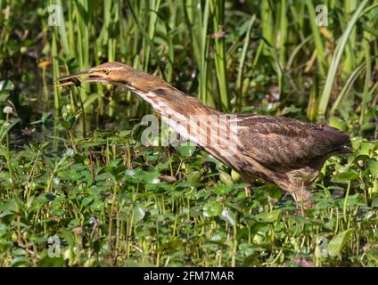 Die amerikanische Bitter (Botaurus lentiginosus) fängt Krabbenfische, Brazos Bend State Park Stockfoto