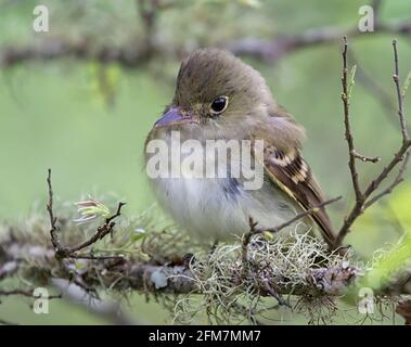 Potrait des akadischen Fliegenfängers (Empidonax virescens) Stockfoto