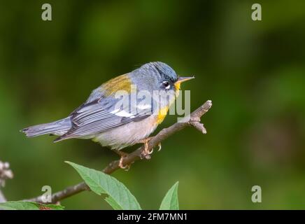 Nördliche Parula (Setophaga americana) In einem Baum während der Frühjahrswanderung im Süden von Texas Stockfoto