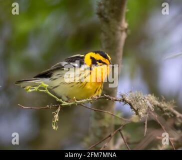 Schwarzburnensänger (Setophaga fusca) während der Frühjahrsmigration in Galveston, Texas Stockfoto