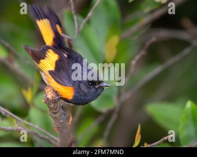 Amerikanischer Rottanz (Setophaga ruticilla) aus der Nähe, Texas, USA Stockfoto