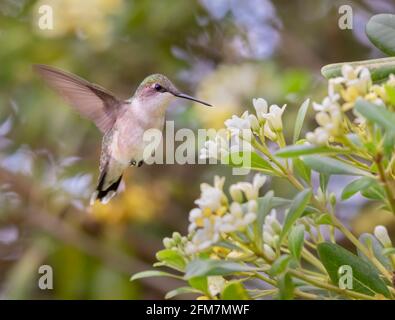 Weibchen von rubentrosiertem Kolibri fütterend auf Blumen Stockfoto