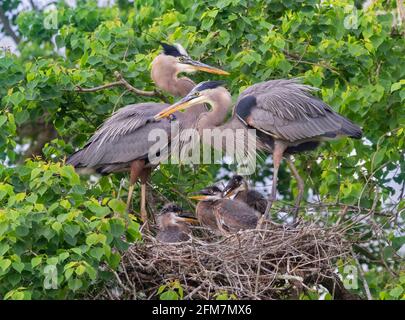 Große Blaureiher (Ardea herodias) im Nest mit Nestlingen, Houston, Texas, USA Stockfoto