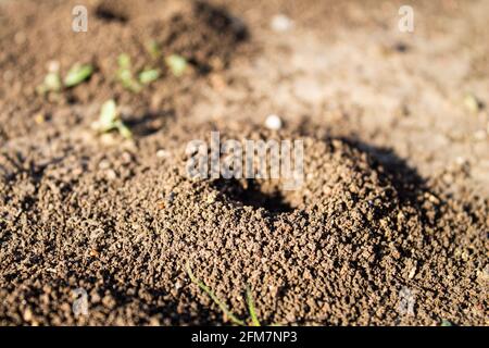 Ameisenhaus. Ameisenhaufen auf der Straße. Ein von Ameisen geschaffener Landstrich auf der Straße. Haus für Insekten. Stockfoto