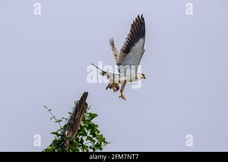 Der Schwarzflügeldrachen (Elanus caeruleus), auch bekannt als Schwarzschulter, ist ein kleiner taglicher Greifvog aus der Familie Accipitridae. Stockfoto