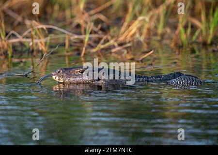 Der asiatische Wassermonitor (Varanus-Salvator), auch gewöhnlicher Wassermonitor genannt, ist eine große Varanideneidechse, die in Süd- und Südostasien beheimatet ist. Stockfoto