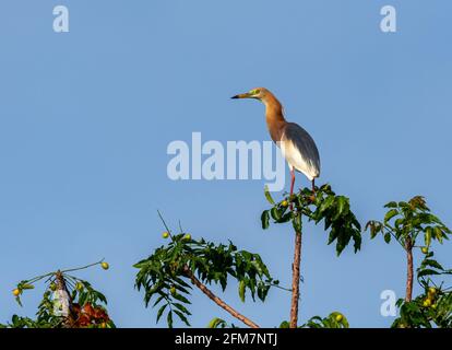 Der javanische Teichreiher (Ardeola speciosa) ist ein Watvogel der Familie der Reiher, der in seichten Süß- und Salzwasserwiesen in Südostasien vorkommt. Stockfoto