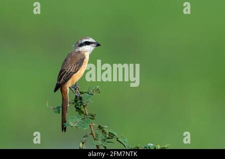 Die braune shrike ist ein Vogel in der shrike Familie, vor allem in Asien gefunden wird. Es ist eng mit der Neuntöter und isabelline Shrike. Stockfoto