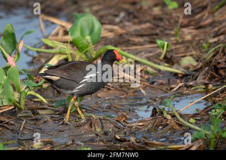 Die Moorhuhn (Gallinula chloropus), auch bekannt als Wasserhuhn oder Sumpfhuhn, ist eine Vogelart aus der Familie der Rallidae. Stockfoto