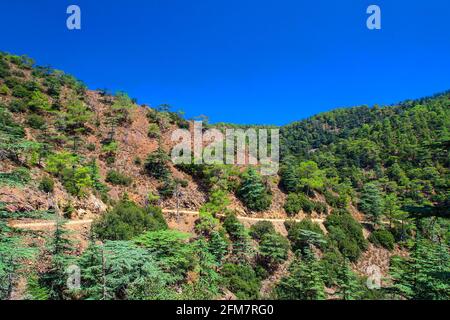 Berg- und Pinien im Cedar Valley auf Zypern Gegen den blauen Himmel Stockfoto