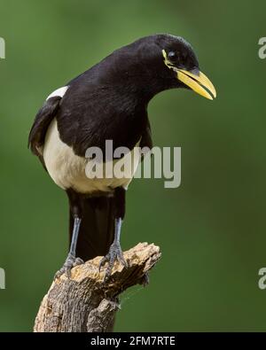 Gelbschnabel-Magpie (Pica nuttalli), Sacramento County California USA Stockfoto