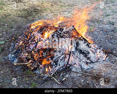 Stapel frisch beschnitzter Äste brennen im ländlichen Garten Im Frühling Stockfoto