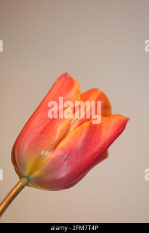 Tulpe Blume Nahaufnahme Hintergrund Familie liliaceae botanischen modernen hoch Hochwertige Großformatdrucke Stockfoto