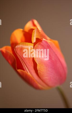 Tulpe Blume Nahaufnahme Hintergrund Familie liliaceae botanischen modernen hoch Hochwertige Großformatdrucke Stockfoto