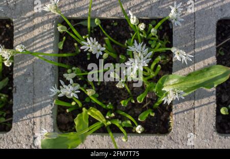 Blühender Bärlauch (Allium ursinum) im Garten. Die Pflanze ist auch als Ramsons, Buckrams, breitblättriger Knoblauch, Holzknoblauchzehen, Bärlauch bekannt. Stockfoto