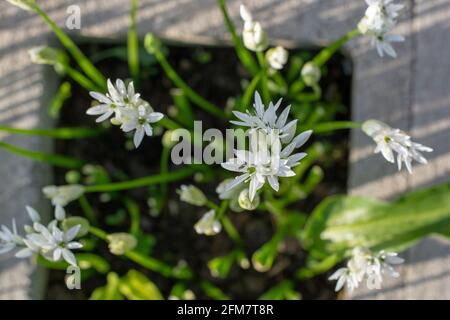 Blühender Bärlauch (Allium ursinum) im Garten. Die Pflanze ist auch als Ramsons, Buckrams, breitblättriger Knoblauch, Holzknoblauchzehen, Bärlauch bekannt. Stockfoto