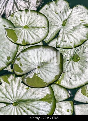 Natürlicher Hintergrund von grünen Seerosenpads, die im Teich schwimmen. Draufsicht Stockfoto