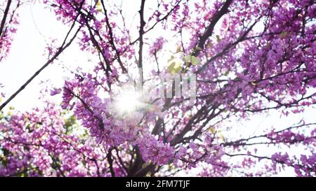 Die Sonnenstrahlen durchdringen die zarten rosa Blüten des blühenden Baumes. Frühlingsstimmung Stockfoto