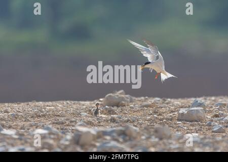 Seeschwalbe (Sternula albifrons) fliegt auf Seevögel der Seeschwalbenfamilie Sternidae, südlich von Thailand. Stockfoto