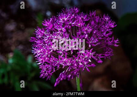 Purpurnes Frühlingsallium blüht im Sonnenlicht Stockfoto