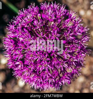 Purpurnes Frühlingsallium blüht im Sonnenlicht Stockfoto