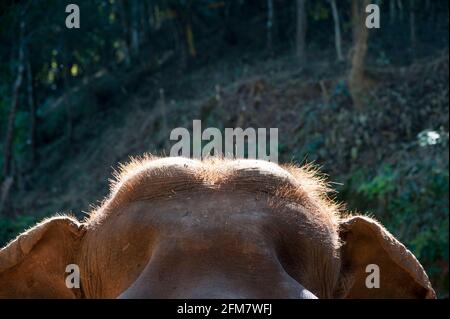 Elephant Nature Park Chiang Mai, Thailand Stockfoto