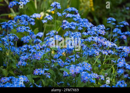 Ein großer Haufen hellblauer alpiner Vergissmeinnicht mit Regentropfen An ihren Stielen am grünen Gras der hängen Wiese am Nachmittag danach Stockfoto