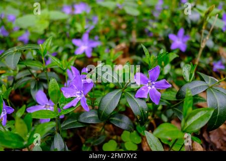 Periwinkle, Gattung vinca im Talaisttal bei pregarten im oberösterreichischen mühlviertel, Zeitlupe Stockfoto