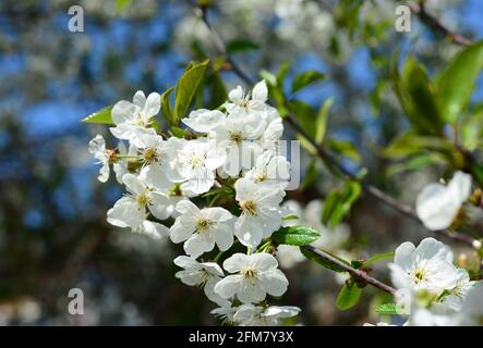 Ein Zweig eines Kirschbaums, bedeckt mit blühenden weißen, winzigen Kirschblüten. Zarte Blütenblüten eines Obstbaums im Frühling. Stockfoto