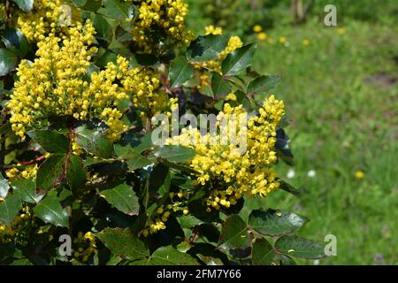 Mahonia aquifolium, Oregon-Traubenmahonia oder Holy-leaved Berberry blühen im Garten. Dekorative immergrüne Mahonia aquifolium mit gelben Blüten. Stockfoto