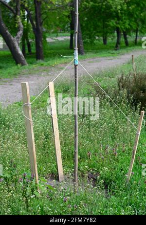 Einen neu gepflanzten Baum abstecken. Baum, der in windigen Gegenden verstapelte. Unterstützung eines Baumstamms mit Pfosten, um einen geraden Baum zu wachsen. Stockfoto