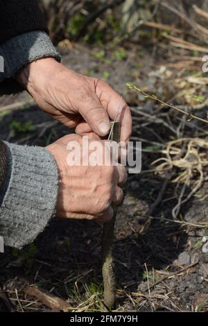 Obstbaumveredelung: Ein erfahrener Gärtner pfropft einen Birnenbaum, indem er den angeschlossenen Spion mit einem Isolierband am Wurzelstock sichert. Stockfoto