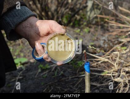 Pfropfwerkzeuge: Ein Gärtner pfropft einen Obstbaum mit einem Pfropfwachs, um die Schnittkanten, das Klebeband und das Messer im Frühjahr zu versiegeln. Stockfoto