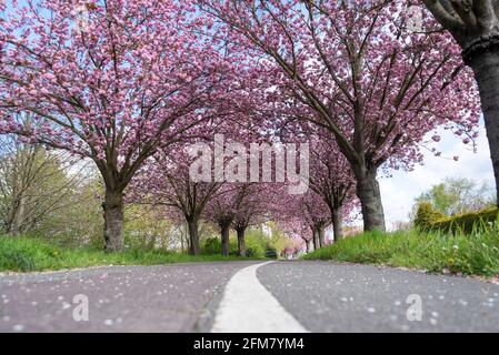 Magdeburg, Deutschland. Mai 2021. Jedes Jahr im Frühjahr blühen japanische Zierkirschen in Magdeburg. Die Kirschblüte kann im Holzweg, an der Grenze zwischen den Bezirken Neu Olvenstedt und Neustädter Feld, erlebt werden. Das Naturereignis Magdeburgs, das in Japan mit dem Kirschblütenfest „Hanami“ gefeiert wird, zieht jedes Jahr viele Zuschauer an. Quelle: Stephan Schulz/dpa-Zentralbild/ZB/dpa/Alamy Live News Stockfoto