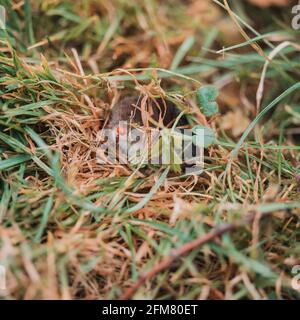 Ein kleiner grauer Maulwurf kletterte aus dem Boden, ein Tier im Gras. Neu Stockfoto