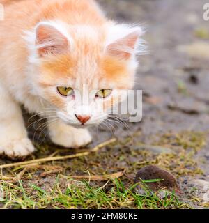 Ingwer und weißes Kätzchen mit der Beute einer Maus. Neu Stockfoto