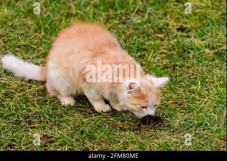 Ingwer und weißes Kätzchen mit der Beute einer Maus.neu Stockfoto