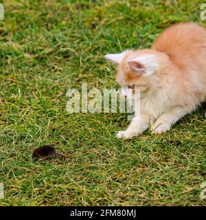 Ingwer und weißes Kätzchen mit der Beute einer Maus. Neu Stockfoto