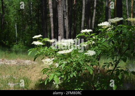 Eine Nahaufnahme eines blühenden sambucus, eine gewöhnliche Holunderpflanze mit Büscheln weißer Blüten, Holunderblüten, die auf der Waldlichtung wachsen. Stockfoto