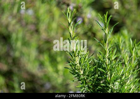Rosmarin wächst im Sommer auf einem Bauernhof. Mediterrane Kräuter und Gewürze für Lebensmittel. Hochwertige Fotos Stockfoto