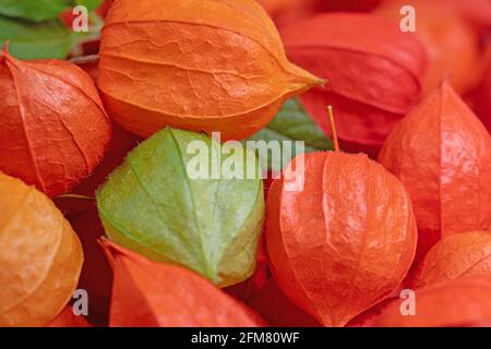 Früchte der lampion Blume, Physalis alkekengi Stockfoto