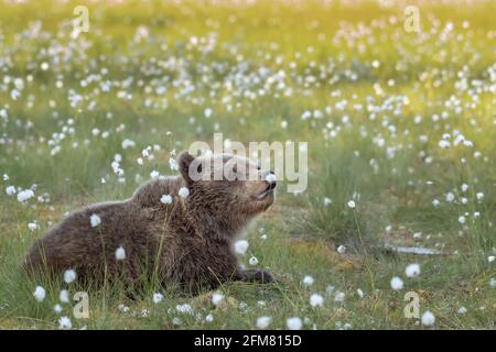 Braunbär liegt im Sommer im finnischen Moor Abend Stockfoto