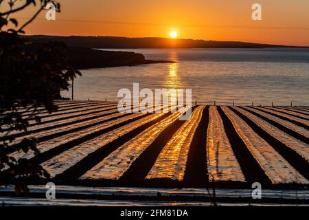 Courtmacsherry, West Cork, Irland. Mai 2021. Die Sonne geht spektakulär über einem Maisfeld in Courtmacsherry auf, als Auftakt zu Darkness Into Light 2021, das morgen stattfindet. Darkness into Light sammelt Geld für die Selbstmordhilfe Pieta House und ist seit 2009 ein jährliches Ereignis. Quelle: AG News/Alamy Live News Stockfoto