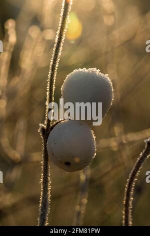 Symphoricarpos albus Stockfoto