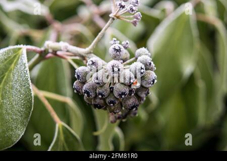 Hedera helix Stockfoto